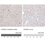 Calretinin Monoclonal Antibody (CL12836)