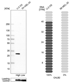 Calretinin Antibody in Western Blot (WB)