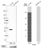 Calretinin Antibody in Western Blot (WB)