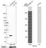 Melan-A Antibody in Western Blot (WB)