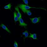 Melan-A Monoclonal Antibody (CL12874)