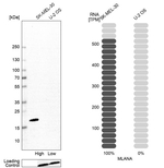 Melan-A Antibody in Western Blot (WB)