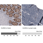 Claudin 3 Antibody in Immunohistochemistry (Paraffin) (IHC (P))