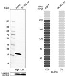Claudin 3 Antibody in Western Blot (WB)