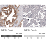 Claudin 3 Antibody in Immunohistochemistry (Paraffin) (IHC (P))