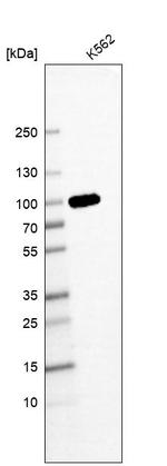 GSPT1 Antibody in Western Blot (WB)