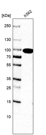 GSPT1 Antibody in Western Blot (WB)