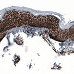 TSPO Antibody in Immunohistochemistry (Paraffin) (IHC (P))