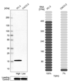 TSPO Antibody in Western Blot (WB)