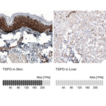 TSPO Antibody in Immunohistochemistry (Paraffin) (IHC (P))
