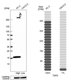 TSPO Antibody in Western Blot (WB)
