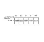 Staphylococcus aureus PBP2a (Methicillin-resistant) Monoclonal Antibody (AC10)