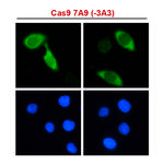 Cas9 Monoclonal Antibody (7A9-3A3), HRP