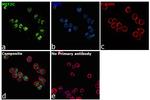 MEF2C Antibody in Immunocytochemistry (ICC/IF)