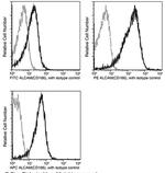 CD166 Recombinant Rabbit Monoclonal Antibody (311), PE