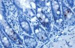 Phospho-Histone H3 (Ser10) Antibody in Immunohistochemistry (Paraffin) (IHC (P))