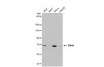 SDHA Antibody in Western Blot (WB)