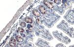 BrdU Antibody in Immunohistochemistry (Paraffin) (IHC (P))