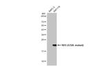 K-Ras (G12A Mutant) Recombinant Rabbit Monoclonal Antibody (HL1153)