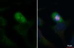 gamma Tubulin Recombinant Rabbit Monoclonal Antibody (HL1175)