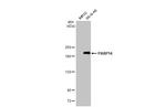 PARP14 Antibody in Western Blot (WB)