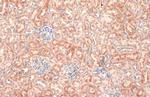 BNIP3L Antibody in Immunohistochemistry (Paraffin) (IHC (P))