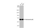 NUP62 Antibody in Western Blot (WB)