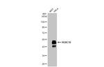 HOXC10 Recombinant Rabbit Monoclonal Antibody (HL1234)