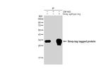 Strep Tag Antibody in Immunoprecipitation (IP)