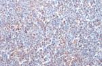 ITK Antibody in Immunohistochemistry (Paraffin) (IHC (P))