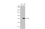 ITK Antibody in Western Blot (WB)