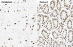 NFIX Antibody in Immunohistochemistry (Paraffin) (IHC (P))