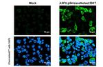 African Swine Fever Virus Structural Protein p54 Recombinant Rabbit Monoclonal Antibody (HL1289)