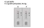 African Swine Fever Virus Structural Protein p54 Antibody in Lateral Flow (LF)