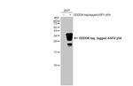 African Swine Fever Virus Structural Protein p54 Antibody in Western Blot (WB)