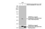 RSV Type A NP Antibody in Western Blot (WB)