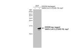 SARS-CoV-2 NSP7 Antibody in Western Blot (WB)