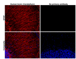 GFAP Antibody in Immunohistochemistry (Paraffin) (IHC (P))