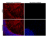 GFAP Antibody in Immunohistochemistry (Paraffin) (IHC (P))
