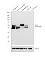 GFAP Antibody in Western Blot (WB)