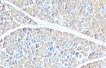 PNLIP Antibody in Immunohistochemistry (Paraffin) (IHC (P))