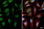 C2orf33 Recombinant Rabbit Monoclonal Antibody (HL1311)