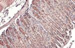 C2orf33 Antibody in Immunohistochemistry (Paraffin) (IHC (P))