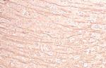C2orf33 Antibody in Immunohistochemistry (Paraffin) (IHC (P))