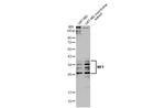 C2orf33 Antibody in Western Blot (WB)