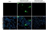 Influenza A H5N8 NP (A/Astrakhan/3212/2020) Antibody in Immunocytochemistry (ICC/IF)