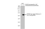 Influenza A H5N8 NP (A/Astrakhan/3212/2020) Antibody in Western Blot (WB)