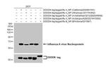 Influenza A H5N8 NP (A/Astrakhan/3212/2020) Antibody in Western Blot (WB)