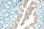GSPT1 Antibody in Immunohistochemistry (Paraffin) (IHC (P))