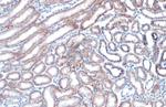 STAR Antibody in Immunohistochemistry (Paraffin) (IHC (P))